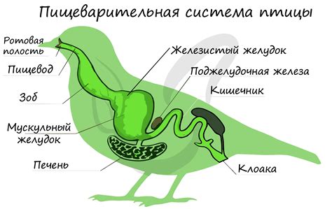  Как работает пищеварительная система птиц 