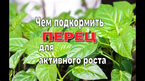  Морковь для укрепления иммунитета и активного роста 