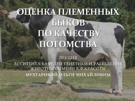  Особенности генетики быков 