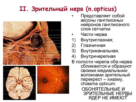  Подчеркивание глазной части 