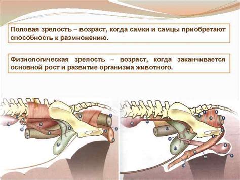  Половая зрелость собак 