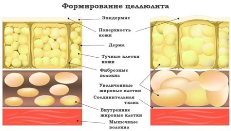  Правила проведения медового массажа для живота 