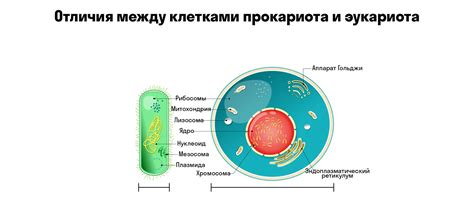  Сопоставление плазматической мембраны у прокариотов и эукариотов 